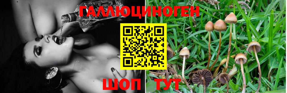 Галлюциногенные грибы Psilocybe Реутов